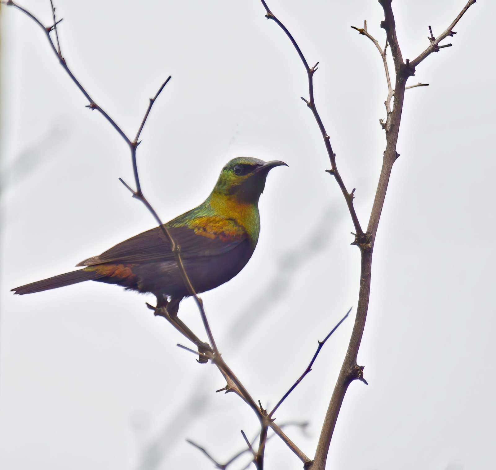 image Copper Sunbird